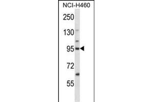 KIF2C Antibody (N-term) (ABIN657964 and ABIN2846910) western blot analysis in NCI- cell line lysates (35 μg/lane). (KIF2C 抗体  (N-Term))