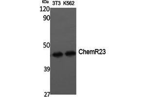 Western Blotting (WB) image for anti-Chemokine-Like Receptor 1 (CMKLR1) antibody (ABIN5959097) (CMKLR1 抗体)
