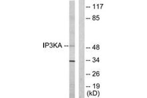 Western Blotting (WB) image for anti-Inositol-Trisphosphate 3-Kinase A (ITPKA) (AA 396-445) antibody (ABIN2889428) (ITPKA 抗体  (AA 396-445))