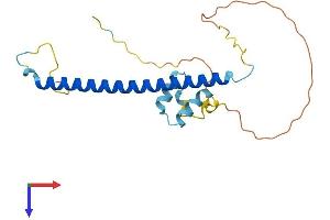 CCDC53 Protein (AA 1-194) (His tag)