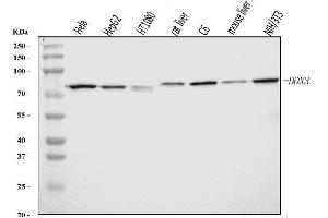 Western blot analysis of DDX3 using anti-DDX3 antibody (ABIN5518905).