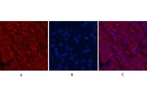 Immunofluorescence analysis of mouse kidney tissue. (CDX2 抗体)