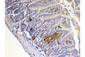 IHC testing of FFPE mouse small intestine tissue with IL12 p35 antibody at 1ug/ml. (IL12A 抗体)