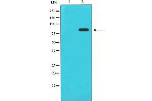 Western blot analysis of STAT1 phosphorylation expression in Jurkat whole cell lysates,The lane on the left is treated with the antigen-specific peptide. (STAT1 抗体  (pSer727))