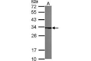 WB Image Sample (30 ug of whole cell lysate) A: NIH-3T3 12% SDS PAGE antibody diluted at 1:1000 (TBCB 抗体)