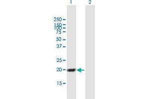 Western Blot analysis of HN1L expression in transfected 293T cell line by HN1L MaxPab polyclonal antibody. (HN1L 抗体  (AA 1-190))