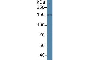Western Blotting (WB) image for anti-Solute Carrier Family 12 (Sodium/Chloride Transporters), Member 3 (SLC12A3) (AA 3-146) antibody (ABIN7435784)