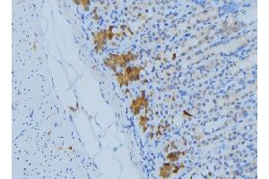 ABIN6277217 at 1/100 staining Human gastric tissue by IHC-P. (BIK 抗体  (N-Term))