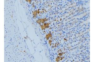 ABIN6277217 at 1/100 staining Human gastric tissue by IHC-P.