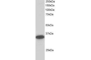 Western Blotting (WB) image for Carbonyl Reductase 1 (CBR1) peptide (ABIN370305) (Carbonyl Reductase 1 (CBR1) Peptide)