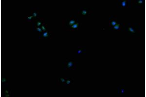 Immunofluorescence staining of Hela cells with ABIN7149223 at 1:200, counter-stained with DAPI. (CYP2A13 抗体  (AA 252-354))