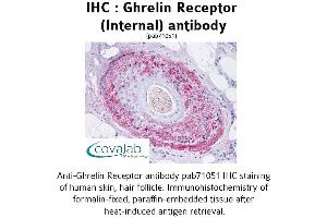 Image no. 1 for anti-Growth Hormone Secretagogue Receptor (GHSR) (Internal Region) antibody (ABIN1734688) (GHSR 抗体  (Internal Region))