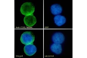 ABIN570905 Immunofluorescence analysis of paraformaldehyde fixed Jurkat cells, immobilized on Shi-fix™ coverslip.