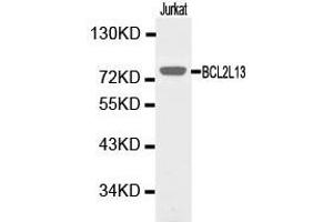 Western Blotting (WB) image for anti-BCL2-Like 13 (Apoptosis Facilitator) (BCL2L13) antibody (ABIN1871257) (BCL2L13 抗体)