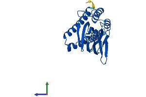 Protein Structure (PS) image for sigma Non-Opioid Intracellular Receptor 1 (SIGMAR1) (AA 1-223) protein (His tag) (ABIN7562503)