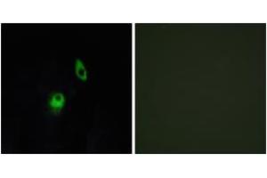 Immunofluorescence (IF) image for anti-G Protein-Coupled Receptor 124 (GPR124) (AA 1151-1200) antibody (ABIN2890841) (GPR124 抗体  (AA 1151-1200))