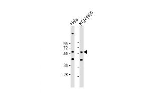 Western Blot at 1:1000 dilution Lane 1: Hela whole cell lysate Lane 2: NCI-H460 whole cell lysate Lysates/proteins at 20 ug per lane. (CRLF3 抗体  (C-Term))