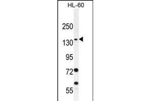 SPECC1 Antibody (Center) (ABIN656081 and ABIN2845427) western blot analysis in HL-60 cell line lysates (35 μg/lane). (NSP5 抗体  (AA 705-733))