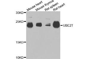 Western blot analysis of extracts of various cell lines, using UBE2T antibody. (Ube2t 抗体)