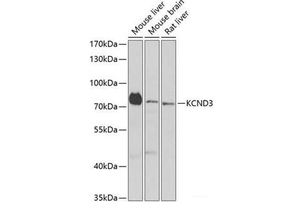 KCND3 抗体