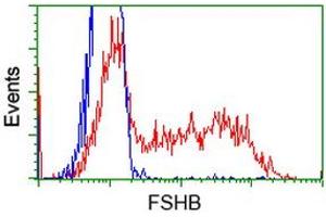 HEK293T cells transfected with either RC214616 overexpress plasmid (Red) or empty vector control plasmid (Blue) were immunostained by anti-FSHB antibody (ABIN2453048), and then analyzed by flow cytometry. (FSHB 抗体)