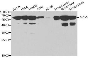 Western blot analysis of extracts of various cell lines, using ARSA antibody. (Arylsulfatase A 抗体  (AA 210-509))