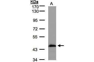 WB Image Sample(30 μg of whole cell lysate) A:MOLT4, 7. (Medium-Chain Specific Acyl-CoA Dehydrogenase, Mitochondrial (MCAD) (Center) 抗体)
