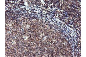 Image no. 1 for anti-Tubby Like Protein 3 (TULP3) antibody (ABIN1501583) (TULP3 抗体)
