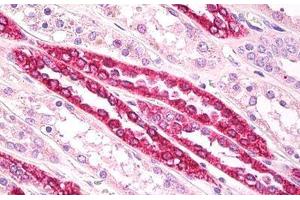 Anti-Beta Tubulin antibody IHC staining of human kidney, tubules. (TUBB 抗体  (AA 417-435))
