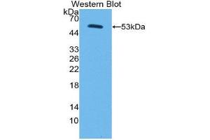 Western Blotting (WB) image for anti-Corin, Serine Peptidase (CORIN) (AA 134-573) antibody (ABIN3203378) (Corin 抗体  (AA 134-573))