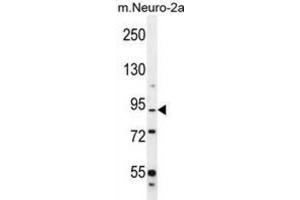 Western Blotting (WB) image for anti-Family with Sequence Similarity 212, Member B (FAM212B) antibody (ABIN2996391) (FAM212B 抗体)