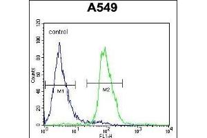 WDR32 Antibody (N-term) (ABIN654593 and ABIN2844292) flow cytometric analysis of A549 cells (right histogram) compared to a negative control cell (left histogram). (DCAF10 抗体  (N-Term))