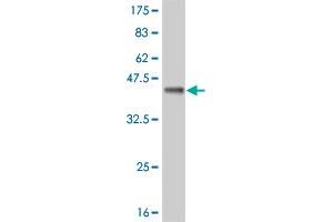 Western Blot detection against Immunogen (35. (HCLS1 抗体  (AA 266-355))