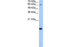 WB Suggested Anti-POLR2H Antibody Titration:  5. (POLR2H 抗体  (N-Term))