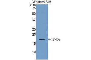 Western blot analysis of the recombinant protein. (GDNF 抗体  (AA 78-211))