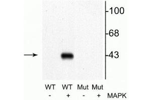 Western blot of recombinant wild type MEK 1 (WT) and mutant MEK 1 (T292A) (Mut). (MEK1 抗体  (pThr292))