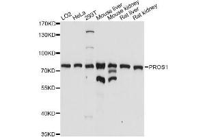 Western blot analysis of extracts of various cell lines, using PROS1 antibody (ABIN5970773) at 1/1000 dilution. (PROS1 抗体)