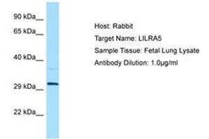 Image no. 1 for anti-Leukocyte Immunoglobulin-Like Receptor, Subfamily A (With TM Domain), Member 5 (LILRA5) (AA 60-109) antibody (ABIN6750052) (LILRA5 抗体  (AA 60-109))