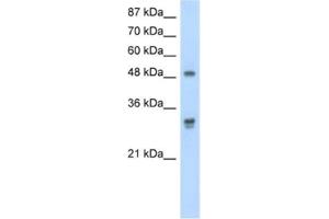 Western Blotting (WB) image for anti-DEAD (Asp-Glu-Ala-As) Box Polypeptide 19B (DDX19B) antibody (ABIN2462087) (DDX19B 抗体)