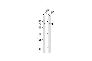 All lanes : Anti-PIAS3 Antibody (N-term) at 1:1000 dilution Lane 1: HepG2 whole cell lysate Lane 2: HL-60 whole cell lysate Lysates/proteins at 20 μg per lane. (PIAS3 抗体  (N-Term))