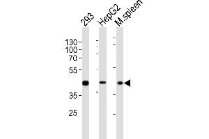 Western blot analysis of lysates from 293, HepG2 cell line, mouse spleen tissue lysate (from left to right), using STE Antibody (Center) (ABIN651772 and ABIN2840394). (STEAP2 抗体  (AA 229-258))