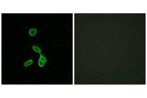 Immunofluorescence (IF) image for anti-Galanin Receptor 1 (GALR1) (Internal Region) antibody (ABIN1852961) (Galanin Receptor 1 抗体  (Internal Region))