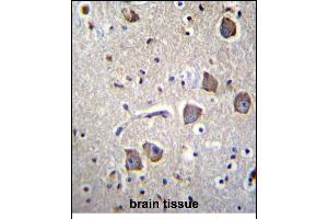 NRN1L Antibody (Center) (ABIN656859 and ABIN2846064) immunohistochemistry analysis in formalin fixed and paraffin embedded human brain tissue followed by peroxidase conjugation of the secondary antibody and DAB staining. (Neuritin 1-Like 抗体  (AA 40-69))