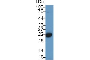 Western Blot; Sample: Mouse Placenta lysate; Primary Ab: 1µg/ml Rabbit Anti-Human CBX3 Antibody Second Ab: 0. (CBX3 抗体  (AA 1-183))
