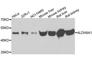 Western blot analysis of extracts of various cell lines, using ALDH9A1 antibody. (ALDH9A1 抗体)