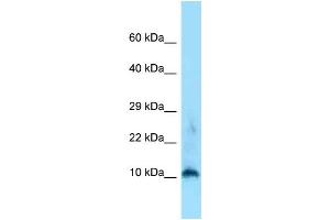 WB Suggested Anti-H3f3a Antibody Titration: 1. (Histone H3.3 抗体  (N-Term))