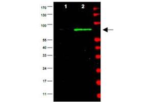 Western blot using Mdm2 polyclonal antibody  is shown to detect a band (arrow) corresponding to mouse Mdm2 protein present in mouse MEF cells (Lane 2), but not human kidney HEK293 cells (lane1). (MDM2 抗体  (AA 177-195))