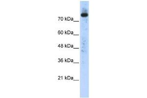 PLD2 antibody used at 0. (Phospholipase D2 抗体  (N-Term))