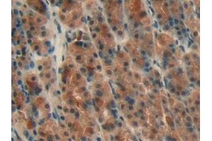 Immunohistochemistry (IHC) image for anti-alpha Hemoglobin Stabilizing Protein (aHSP) (AA 2-102) antibody (ABIN7442129)