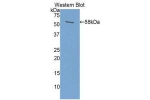 Western Blotting (WB) image for anti-Prolactin (PRL) (AA 1-226) antibody (ABIN3207693) (Prolactin 抗体  (AA 1-226))